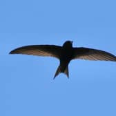A swift in flight. The birds are now on the endangered list