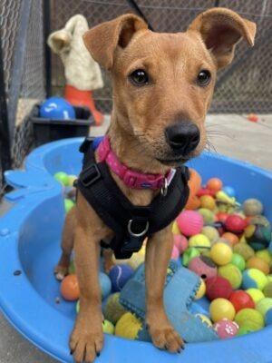Sally is a sweet girl who can be a little unsure to begin with and can be quite worried by over handling. She is improving daily and is a happy, friendly girl once she realises you are not going to hurt her. She is a very active, feisty terrier and will need complete training. Sally can be sound sensitive and the kennel environment is not the ideal situation for her. The charity said it is hoping she will blossom and come out of her shell in a new home. Sally enjoys the company of other dogs her own size and would benefit from living with an already established dog in her new home. She can be unsure of larger, bouncy dogs so would benefit from further socialisation. Sally loves playing with toys and turns into a proper little terrier when she rags her soft teddies. She will be a fun companion for someone who has experience and understanding of terriers and their ways. Sally is looking for an adult only home and she will need her own garden.