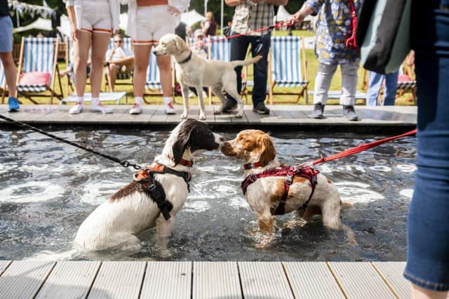 Goodwoof - the ultimate dog's day out at Goodwood
