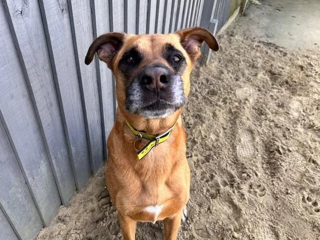 Tyke is a big softie at heart, Dogs Trust says. He's keen to find an understanding family who could offer him their patience and gradually build his confidence, while introducing him to new experiences at his own pace. Much more a fan of the peaceful side of life, Tyke will appreciate being taken to quiet walking locations, where he can investigate a regular route. Hewould love to live a quieter lifestyle in a relaxing home, where the youngest members of his family are in their later teens. While Tyke needs to be the only dog at home, he’ll benefit from ongoing training to build up his social skills with other dogs. He cannot live with any cats, house rabbits, or guinea pigs, and will require a garden of his own.
