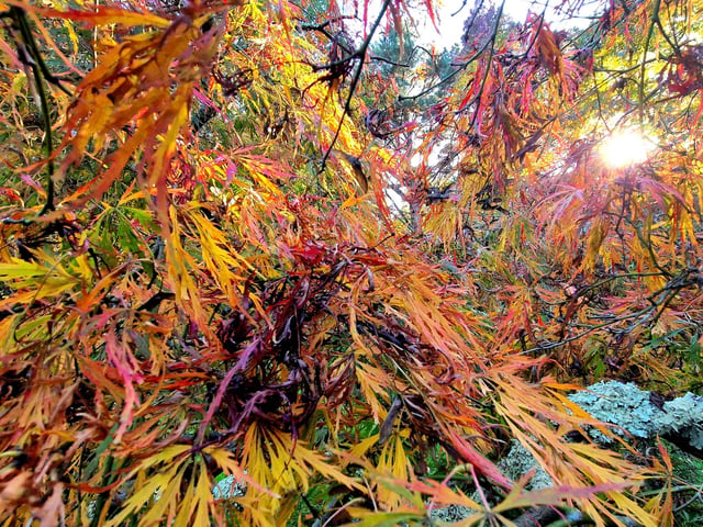 Vivid autumn colour at Sheffield Park and Garden. HR26102605 Pic Hollie Robards/Iconic Media Group