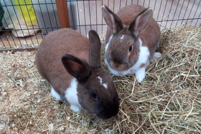 Sarah and Peter are a bonded pair of rabbits who are full of character. They are very sociable bunnies and happy to be handled. They currently live outdoors and enjoy plenty of human interaction as well as playing with their toys.