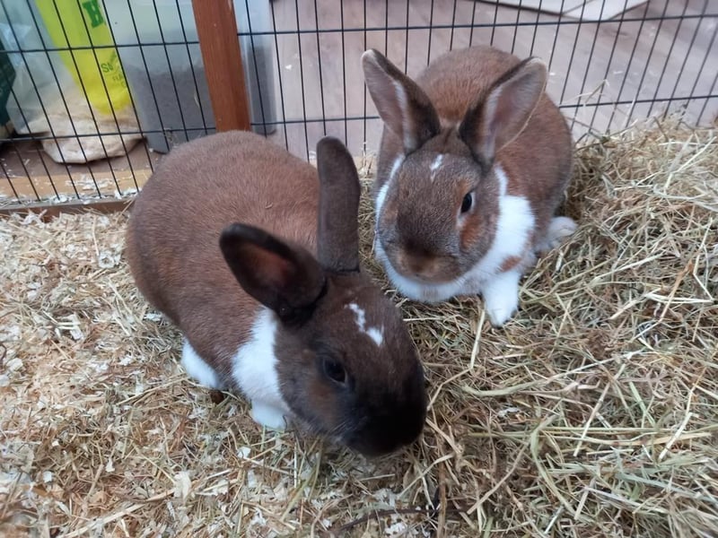 Sarah and Peter are a bonded pair of rabbits who are full of character. They are very sociable bunnies and happy to be handled. They currently live outdoors and enjoy plenty of human interaction as well as playing with their toys.