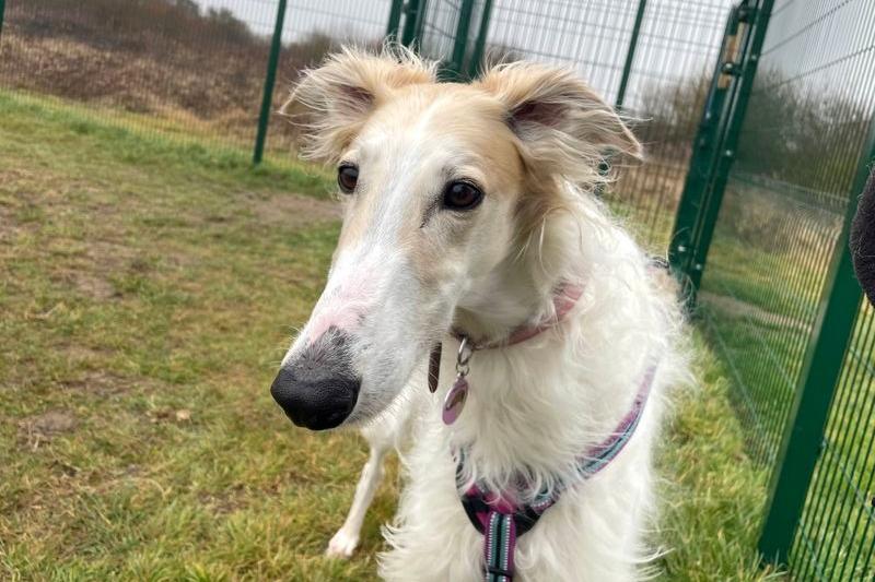Dogs Trust Shoreham said that if Zara were a human, she’d be a princess. The beautiful Borzoi is a 'gentle, elegant lady' who turns heads wherever she goes. However, Zara isn’t always fond of such attention, as she likes to get to know people at her own pace and is particularly apprehensive around men. Nonetheless, she has been making great progress and has built strong bonds with some of the male staff at the Shoreham centre. Due to her sensitive nature, she would best be suited to a quieter home environment, where her owners are around a lot of the time, and where the youngest family members are of secondary-school age. She must be the only pet in the household but is happy to live nearby horses or livestock. A garden of her own is essential.