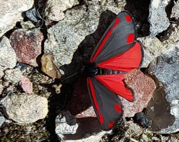 Reader Tracey Goodley sent in a photo of a handsome cinnabar moth that she spotted in Littlehampton