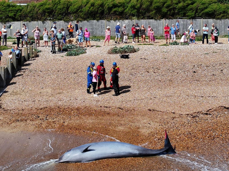 A northern bottlenose whale has washed up on the beach at Rustington
