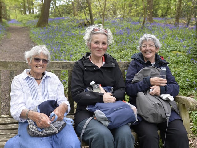 Arlington Bluebell Walk 2024 (Photo by Jon Rigby)