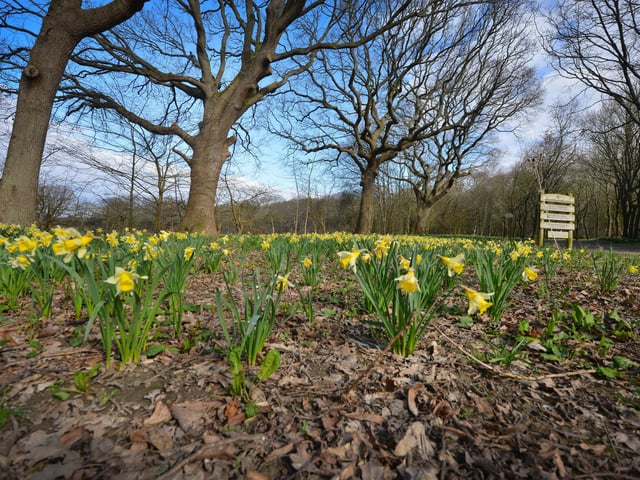 The daffodils can be found at Millennium Avenue.