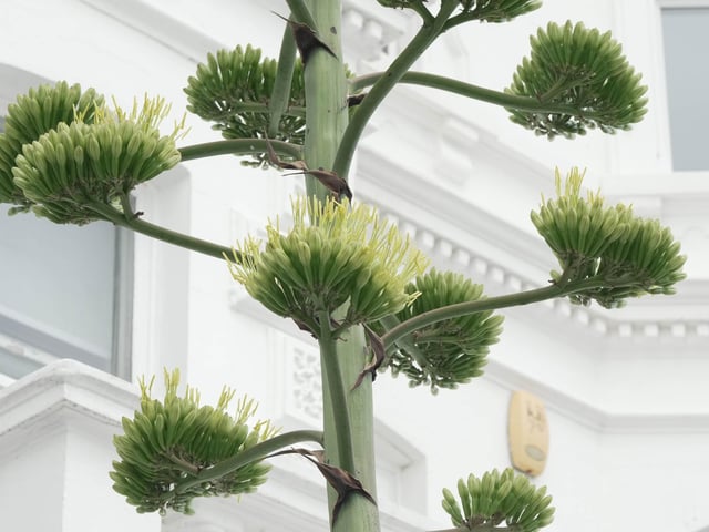 Like something out of the Triffids, this stunning agave is turning heads on Worthing seafront