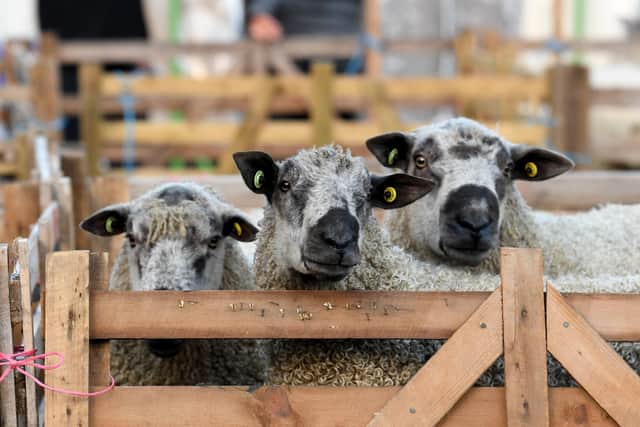 A Temporary Traffic Regulation Order will be made to manage traffic safely during the annual Findon Sheep Fair