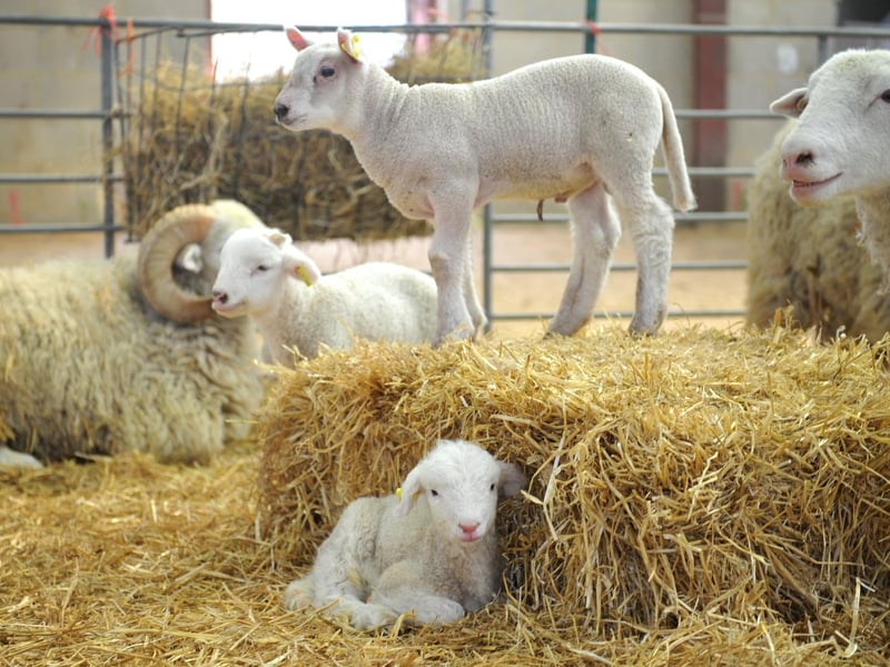 Lambs at the event. Photo: Hollie Robards