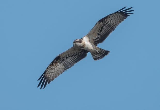 Osprey by Jeff Penfold