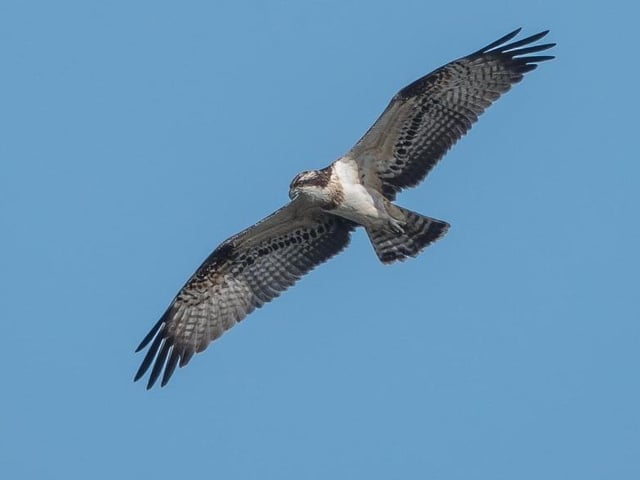 Osprey by Jeff Penfold