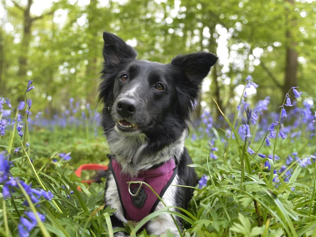 Arlington Bluebell Walk 2024 (Photo by Jon Rigby)