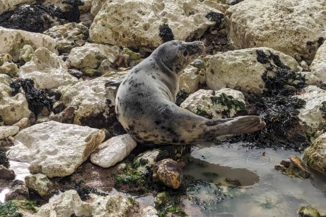 Crews from Birling Gap Coastguard were called to reports of a crowd causing the seal some distress at Birling Gap on Wednesday, April 4. Picture: Birling Gap Coastguard