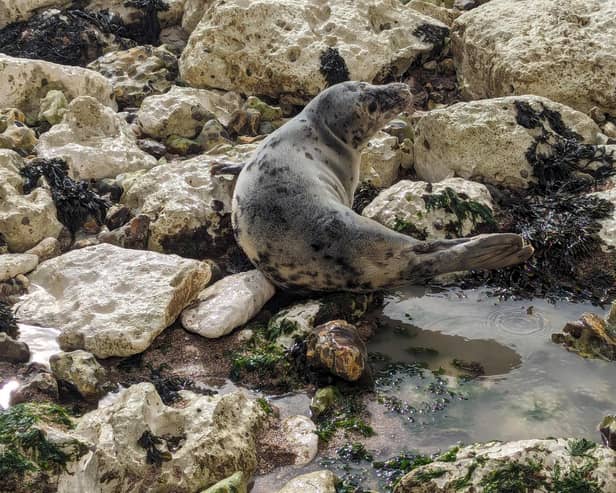 Crews from Birling Gap Coastguard were called to reports of a crowd causing the seal some distress at Birling Gap on Wednesday, April 4. Picture: Birling Gap Coastguard