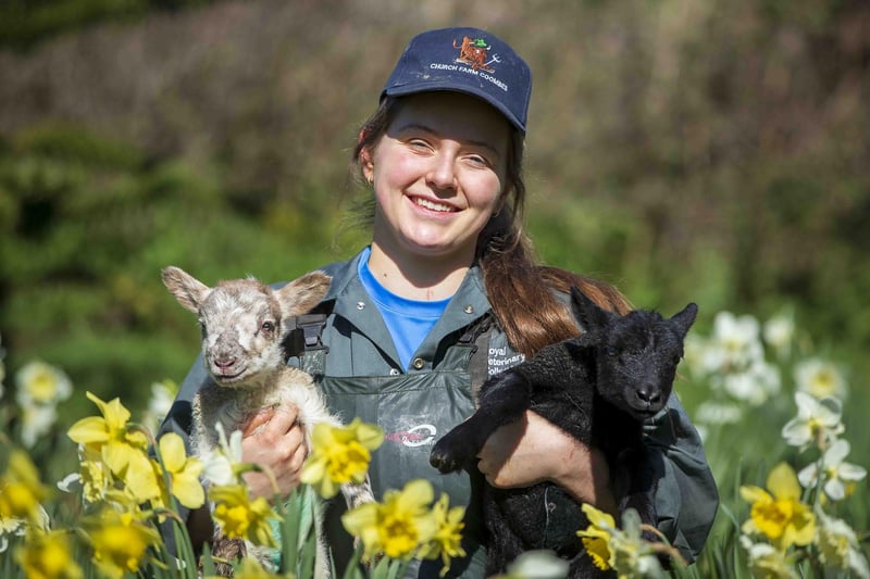 Amie Hawkins with two lambs playing in daffodils at Coombes Farm in Lancing. Coombes Farm has 600 ewes lambing and expects more than 1,000 lambs this season. There are also Sussex cows calving at the same time.