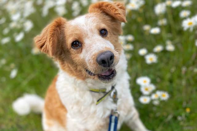 Millie, a crossbreed at Dogs Trust Shoreham, is looking for a new home.