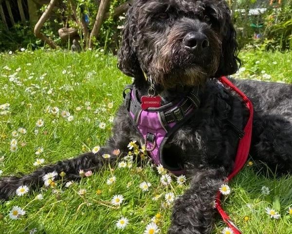 Teddy is a very bright, energetic chap who loves being out and about, according to Dogs Trust. He can be sensitive with some handling, particularly around his collar and ears, so prefers a gentle approach. He will appreciate adopters who are happy to take things slowly with him. He is able to share his home with children over 12 years old but can be excitable and jumpy, so would need his family to be confident around dogs. Teddy is 'enthusiastic' with other dogs, which can lead to him getting frustrated, Dogs Trust said. He would benefit from access to quieter walking areas and adopters who are happy to do some reward based training with him.