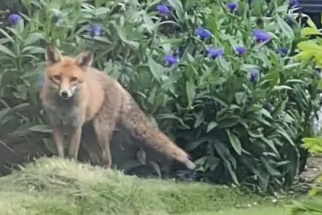 A Burgess Hill resident captured some footage of a thirsty fox