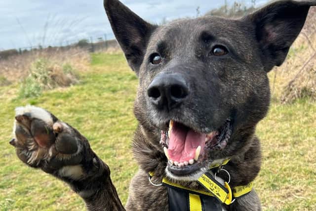 Meet Lenny – a gentle older dog with ‘a heart of gold’ who is looking for a new home.