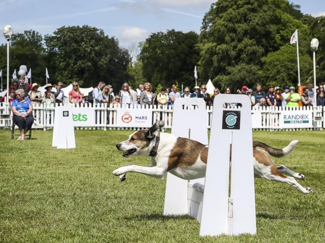 Audiences were thrilled as dogs took part in action sports across the weekend.