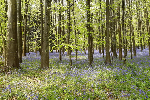 Bluebells on National Trust land at Slindon in West Sussex on May 1, 2023