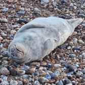 Seal rescue on Hastings Beach