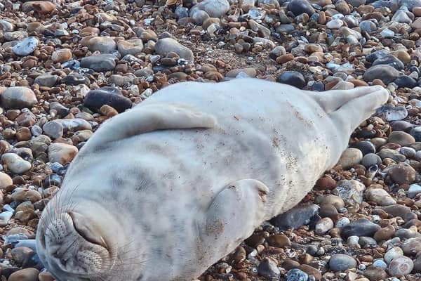 Seal rescue on Hastings Beach
