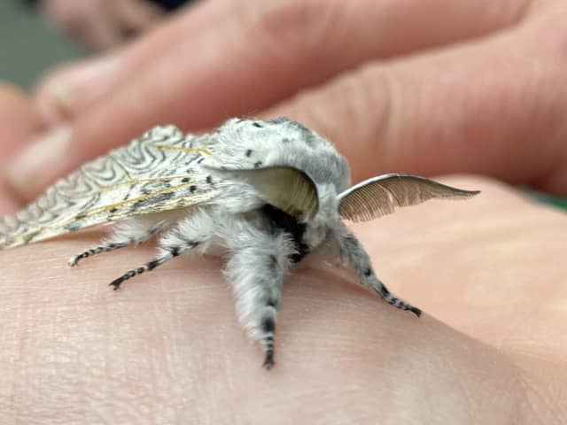 This puss moth was found in the moth survey on May 7-8 at WWT Arundel Wetland Centre.