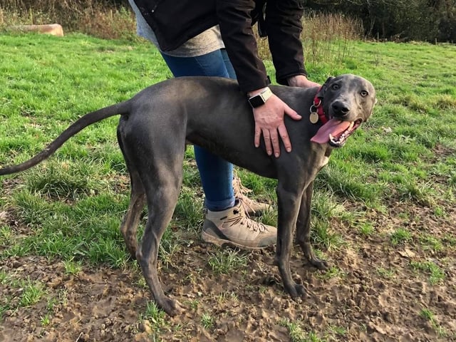 Oscar has been a 'work in progress' since arriving at Arundawn more than a year ago. The staff say they all love him but he is 'quirky' with some fears and anxieties, and 'little in the way of social skills'. He is looking for an experienced and patient home, with no cats, small animals or children, but could live with a calm and tolerant female Lurcher or similar. Oscar has 'boundless energy' and is loving, loyal and affectionate. He would make a great companion for a patient owner.