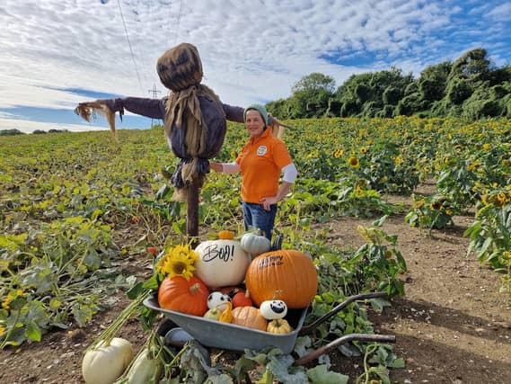 Sompting Pumpkins opens for family pumpkin-picking fun again next month (October 2025)