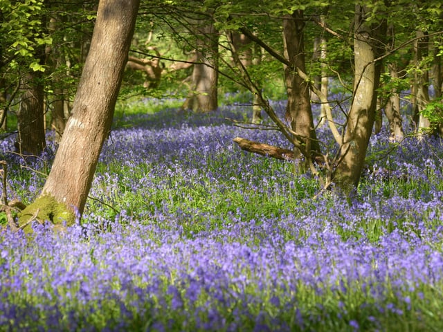 Arlington Bluebell Walk 2024. Photo taken on April 30.