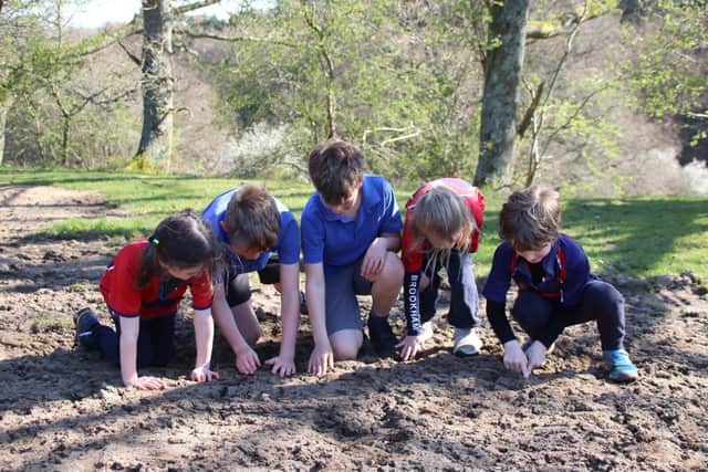 Children at Highfield and Brookham Schools have planted wildflower seeds and sunflowers on the school grounds