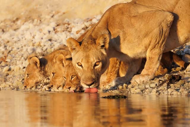 A mother lioness and her cubs drink from the Chobe river 