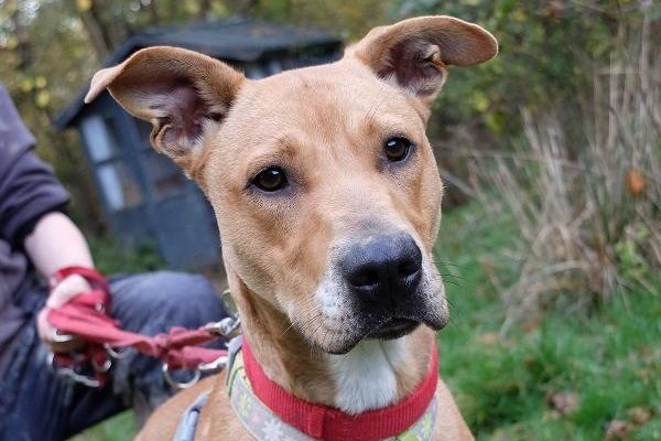 Bunny is 'a sweet and loving' pooch. She loves playing in the paddock, chasing balls and getting lots of cuddles. She can be overwhelmed by other dogs and therefore wears a muzzle when out on walks. Bunny will make a wonderful companion to a lucky person.