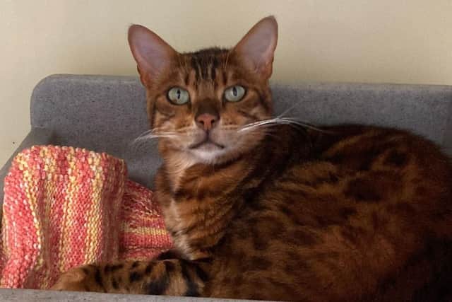 Meet Mr Pickles – a Bengal cat who is looking for a loving home. Photo: Worthing Cat Welfare Trust