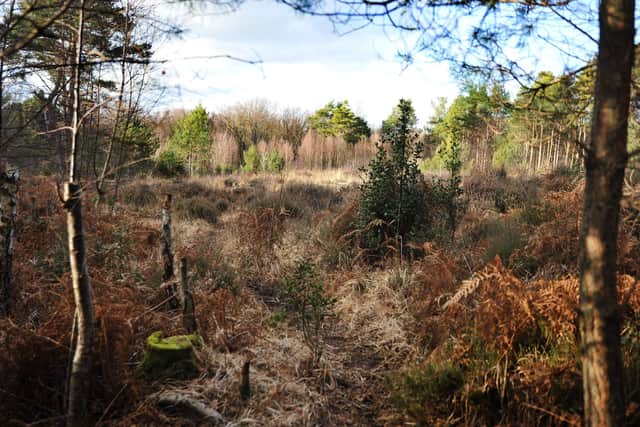 Horsham District Council has closed the Middle Heath area of Owlbeech Woods to the public permanently to protect rare nesting birds. Pic S Robards SRSR23013001