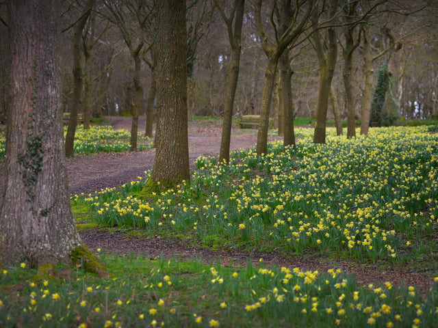 Daffodils in Millennium Avenue in the grounds of Bates Green Garden, Arlington, on February 28 2024.