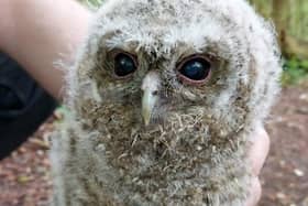 Young Tawny Owl found on a busy dog walking path near Roedale Valley Allotments.