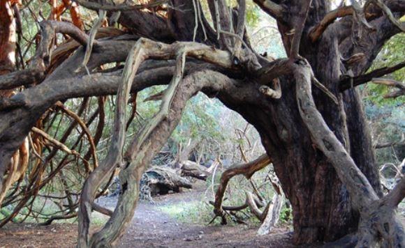 This ancient woodland in the South Downs is home to some of the oldest yew trees in Britain