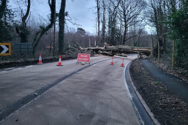 A huge tree has fallen down across Old Broyle Road in Chichester