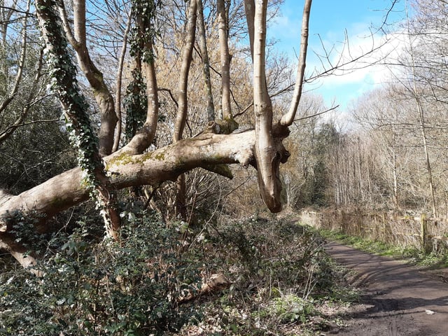 You should soon spot an amazing tree that looks just like a dragon!