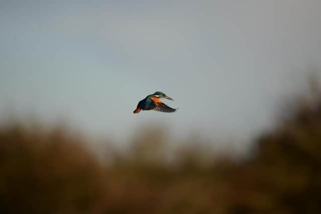 Kingfisher. Pic by Geoff Warminster.