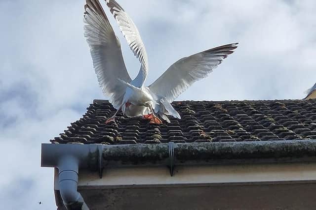 Courting gulls on a roof