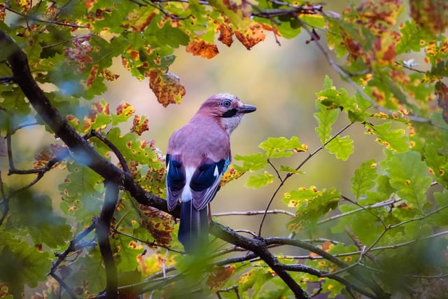 Judges said: 'Key species, beautifully framed and photographed. Jays are responsible for the dispersal of our most important tree species, the Oak'.
