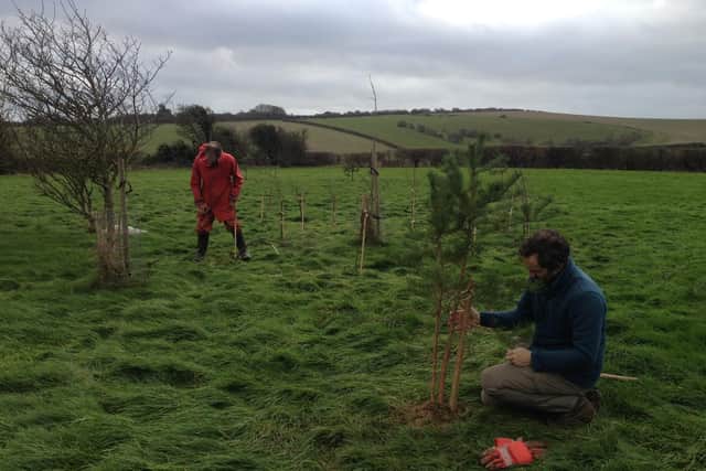 The Birch Tree Project, with Richard and Spencer relocating new trees in a new site
