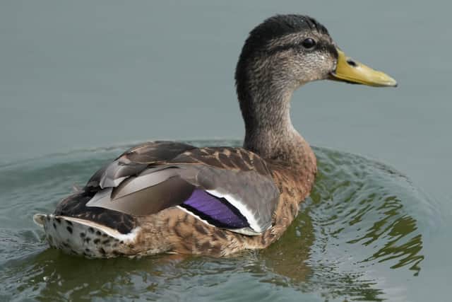 Poultry, geese, or duck keepers within the affected zone are asked to inform Trading Standards. Photo: Eddie Mitchell