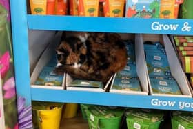 Frankie sleeps on shelves and displays inside the store. Photo: contributed