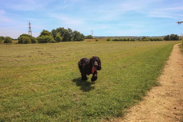 A new enclosed dog field is set to open up in Worthing in the coming weeks. Photo: Paw Paddock